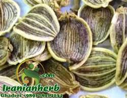 Kelussia odoratassima